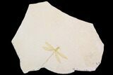 Fossil Dragonfly (Pos/Neg) - Solnhofen Limestone (Special Price) #92470-4